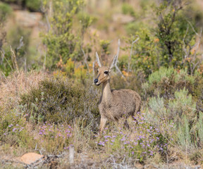 Female Grey Rhebok