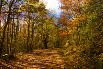 Autumn trail between orange green and brown leaves in autumn Aguilar de Campoo Ujaperos