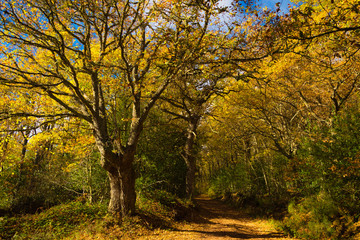 Fototapeta na wymiar Autumnal yellow and orange trail to get into the forest