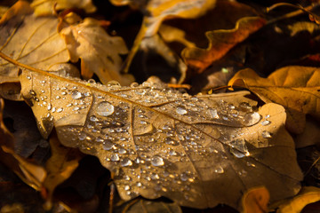 Beautiful dots on a leaf in autumn