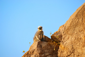 langur monkey on the rocks. monkey temple in Hampi. India