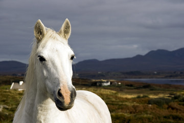 Obraz na płótnie Canvas Connemara-Pony, Irland