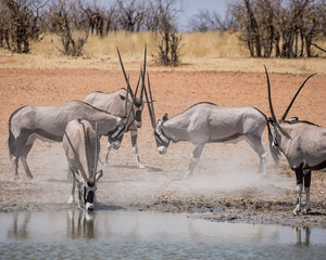 Gemsbok Antelope