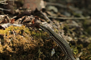 Naklejka premium Lézard en sous bois