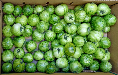 Grocery store box filled with green tomatoes with stripes.