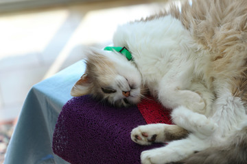 Fototapeta premium Cute Domestic Cat Lying On The Table