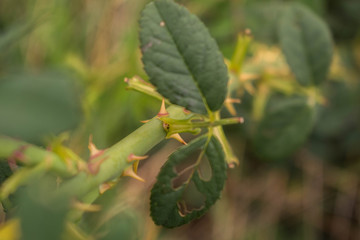 cucumber in the garden