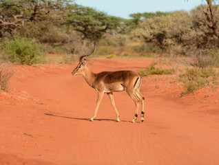 Male Impala