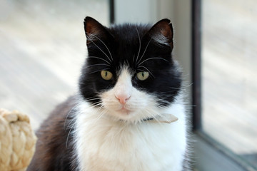Fototapeta premium Black And White Cat In Front Of The Window
