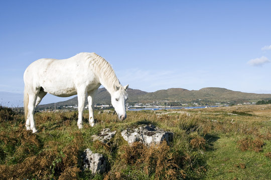 Conemara Pony
