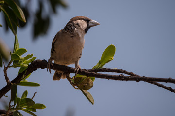 The Sociable Weaver (Philetairus socius) in Etosha National Park, Namibia