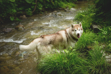 Portrait of a dog breed Siberian husky standing by the river bank. The dog is standing in water in the forest