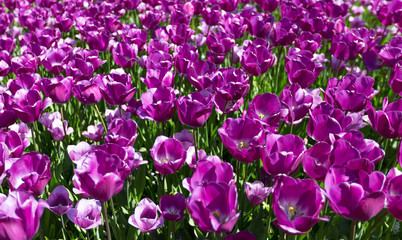 Fototapeta premium Frühling