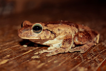 rana  