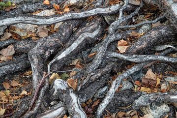 Roots Of Trees On The Surface Of The Ground