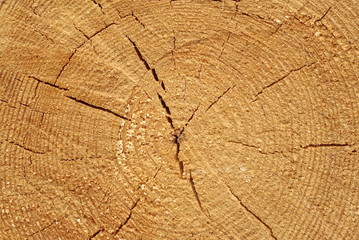 Fototapeta premium Cut Tree Trunk