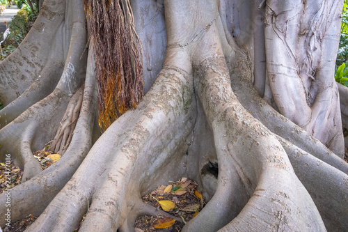 Spezieller Feigen Baum In Einem Botanischen Garten In Puerto De
