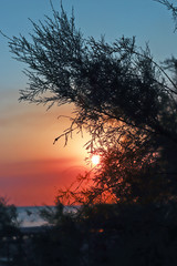 . Sea sunset. Silhouettes of shrubs in the light of the setting sun.