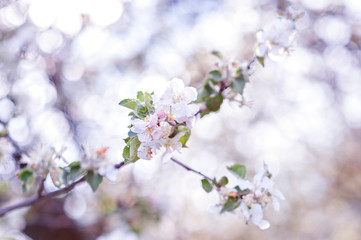 Beautiful flowers on a branch of the spring blossoming tree