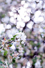 Beautiful flowers on a branch of the spring blossoming tree