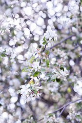 Beautiful flowers on a branch of the spring blossoming tree