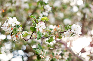 Beautiful flowers on a branch of the spring blossoming tree