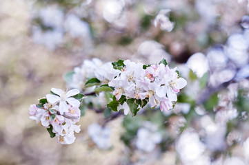 Obraz premium Beautiful flowers on a branch of the spring blossoming tree