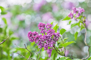 Fototapeta na wymiar Beautiful flowers on a branch of the spring blossoming lilac