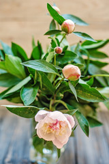 Bouquet of pink peonies on a dark wooden background