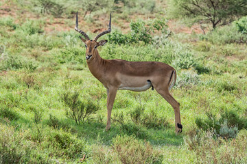 Male Impala