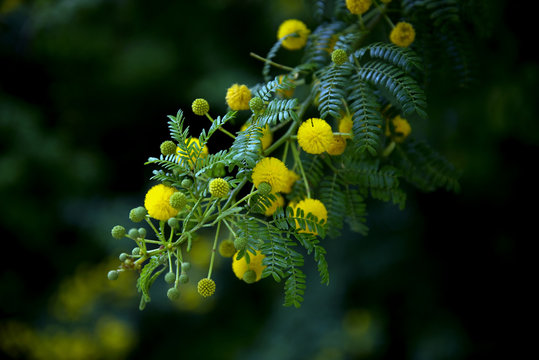 Silber-Akazie (Acacia dealbat)