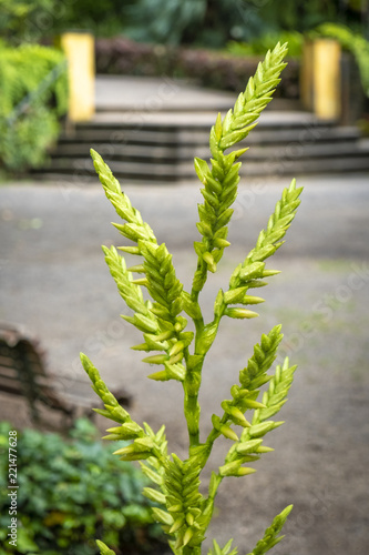 Spezieller Feigen Baum In Einem Botanischen Garten In Puerto De