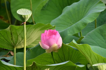 Lotus