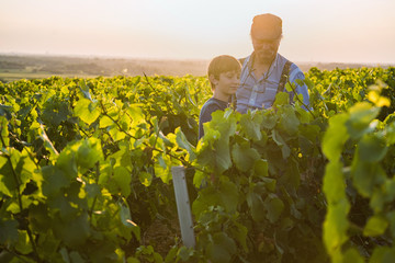 Two generations of winegrowers in their vines at sunset.