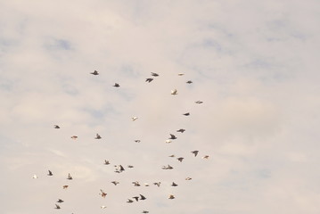 group of pigeons in the sky