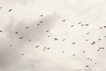 group of pigeons in the sky