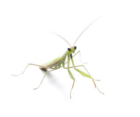 Green mantis isolated on white background, Rhombodera Basalis