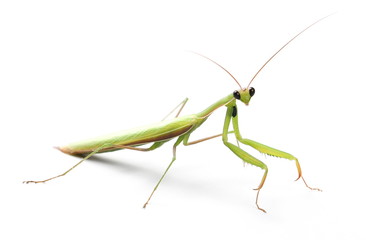 Green mantis isolated on white background, Rhombodera Basalis