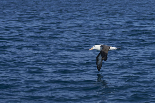 Black-browed Albatross (Thalassarche melanophrys) in flight low across the sea near West Point Island in the Falkland Islands.