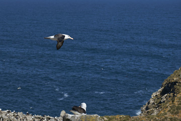 Black-browed Albatross (Thalassarche melanophrys) in flight along the cliffs of West Point Island in the Falkland Islands.