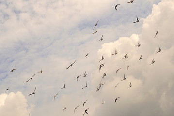 group of pigeons in the sky