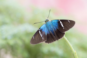 Mariposa SALTADORA FULGERATOR