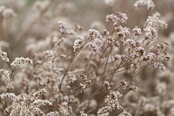 floral composition for decoration