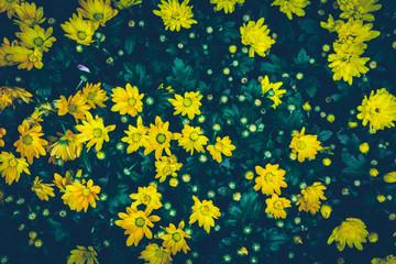 Fototapeta na wymiar Yellow chrysanthemum. Green leaves and flowers background