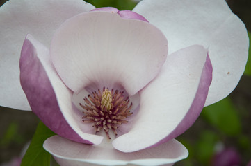 magnolia