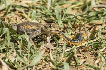 Lizard Eating Centipede