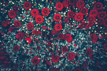 Red chrysanthemum. Green leaves and flowers background