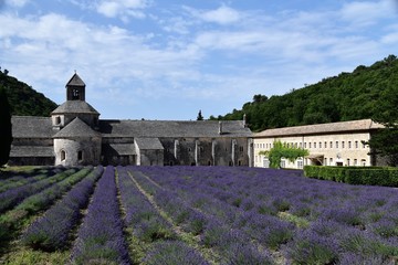 Lavande à l'abbaye de Sénanques