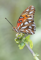 Mariposa Ala Larga Vanillae