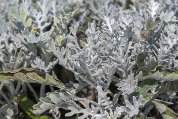 Artemisia absinthium, Absinthe leaves in the garden